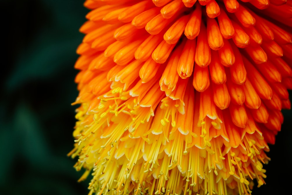 Selektive Fokusfotografie von orangefarbenen und gelbblättrigen Blüten