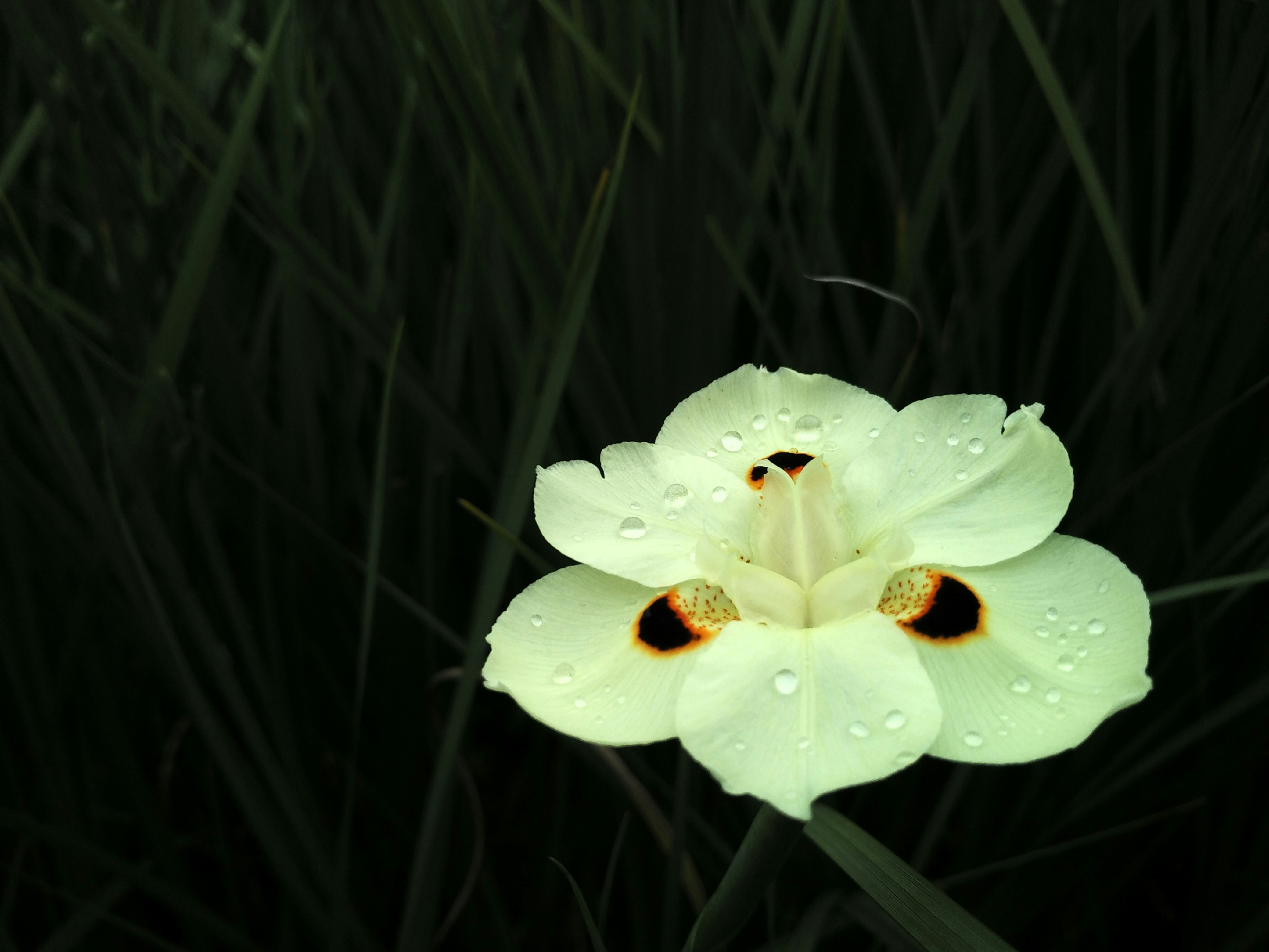 Free Unsplash photo from Ame Ersa