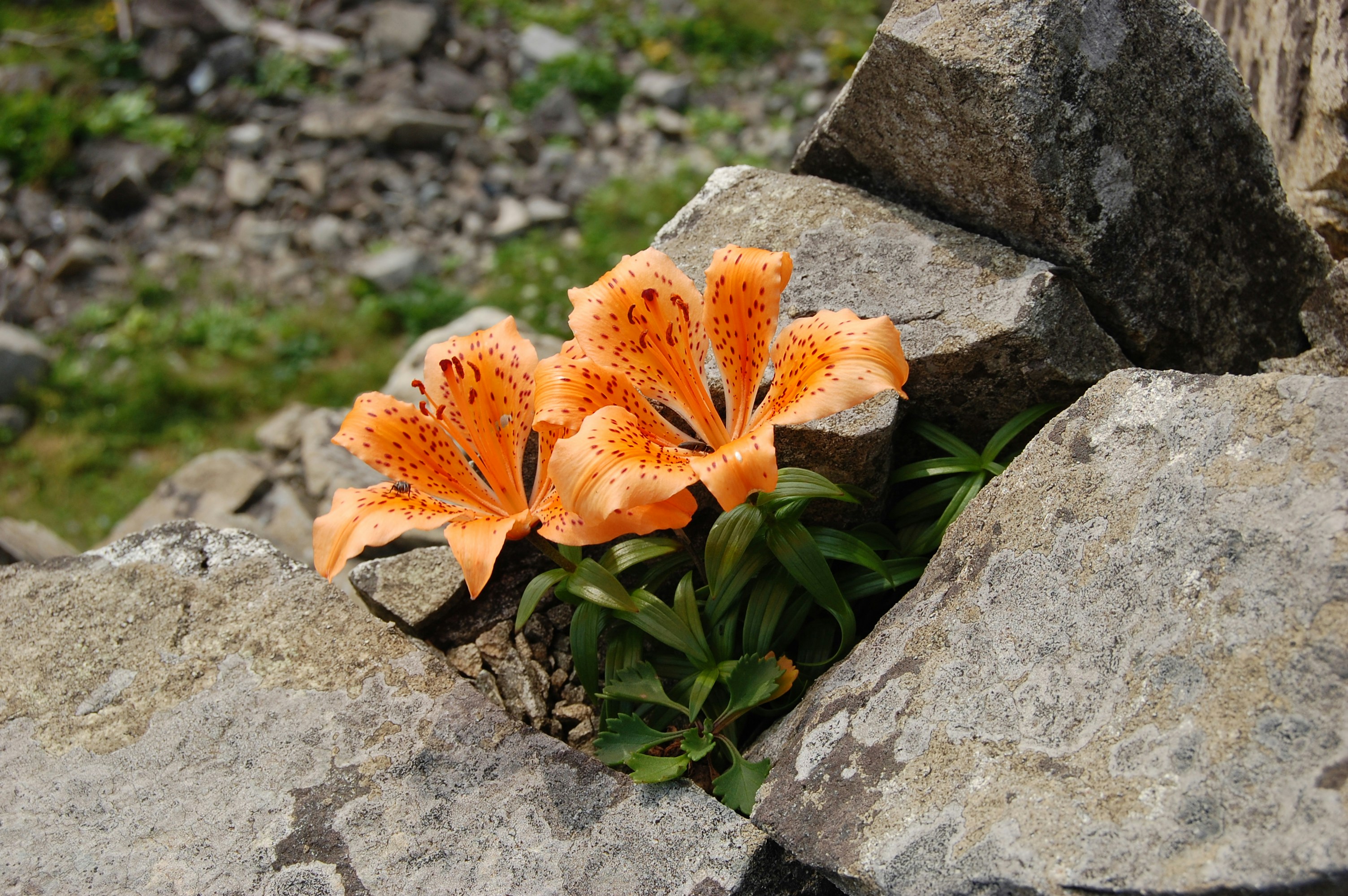 Free Unsplash photo from Kelly Mann