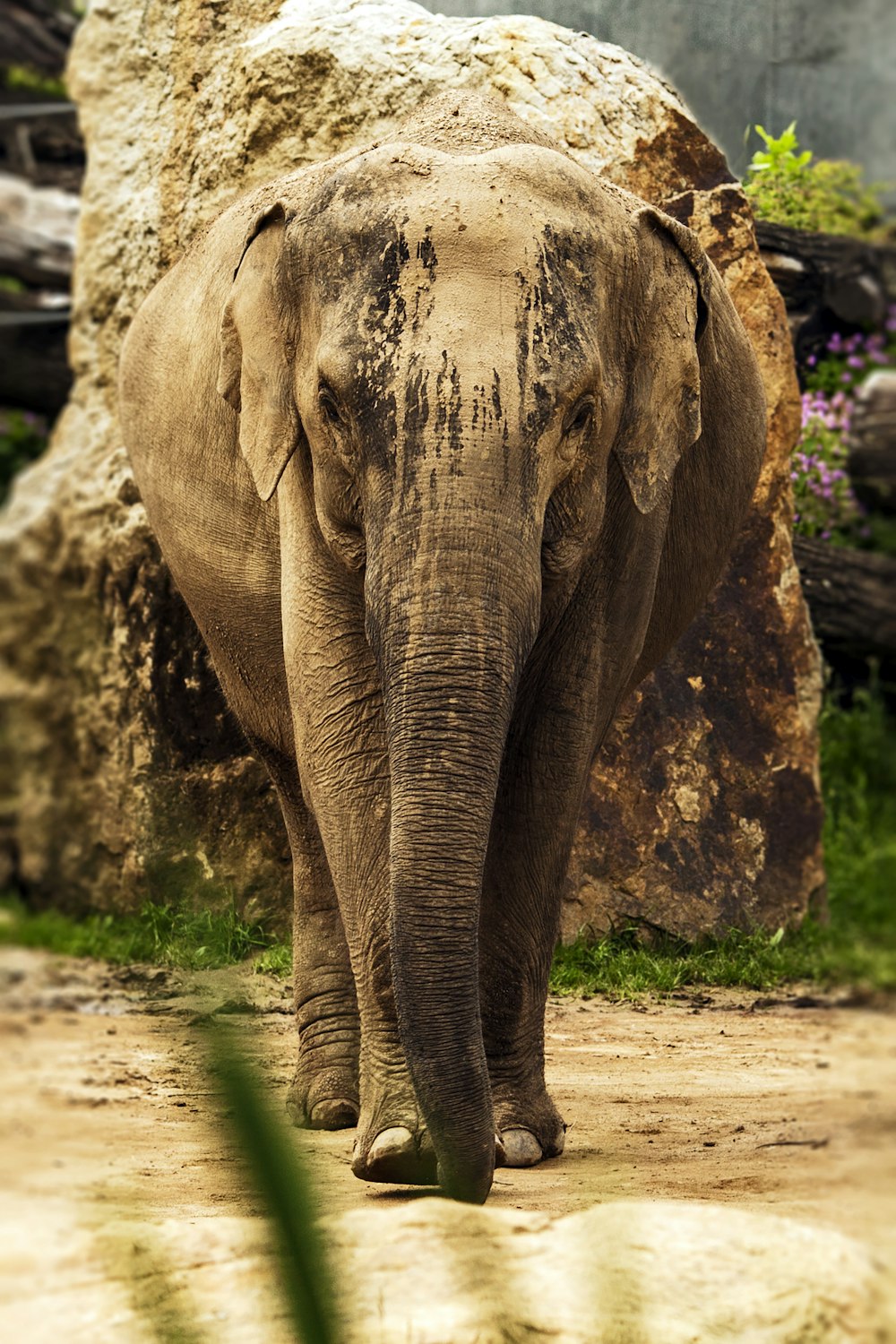 elephant walking on brown dirt during daytime