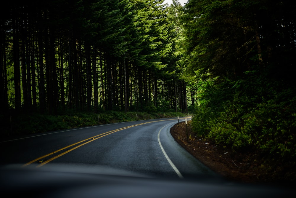 asphalt road surrounded green trees field