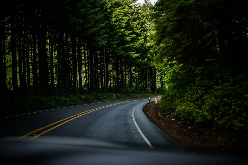 strada asfaltata circondata da alberi verdi