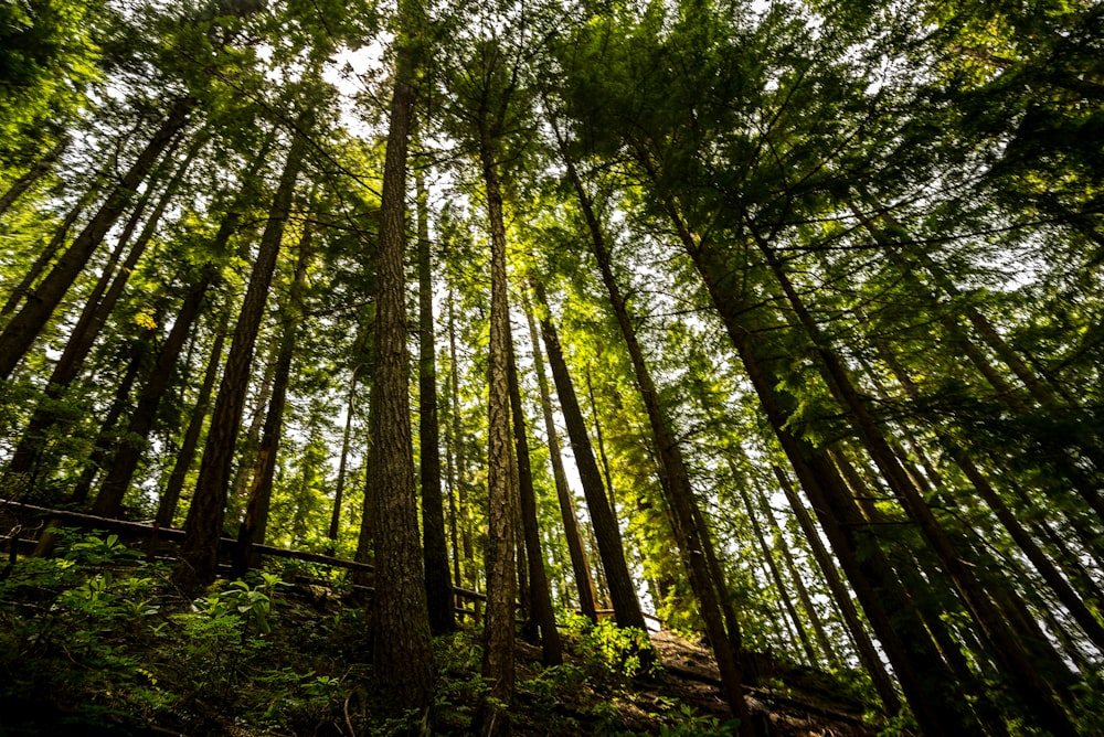 green trees at daytime