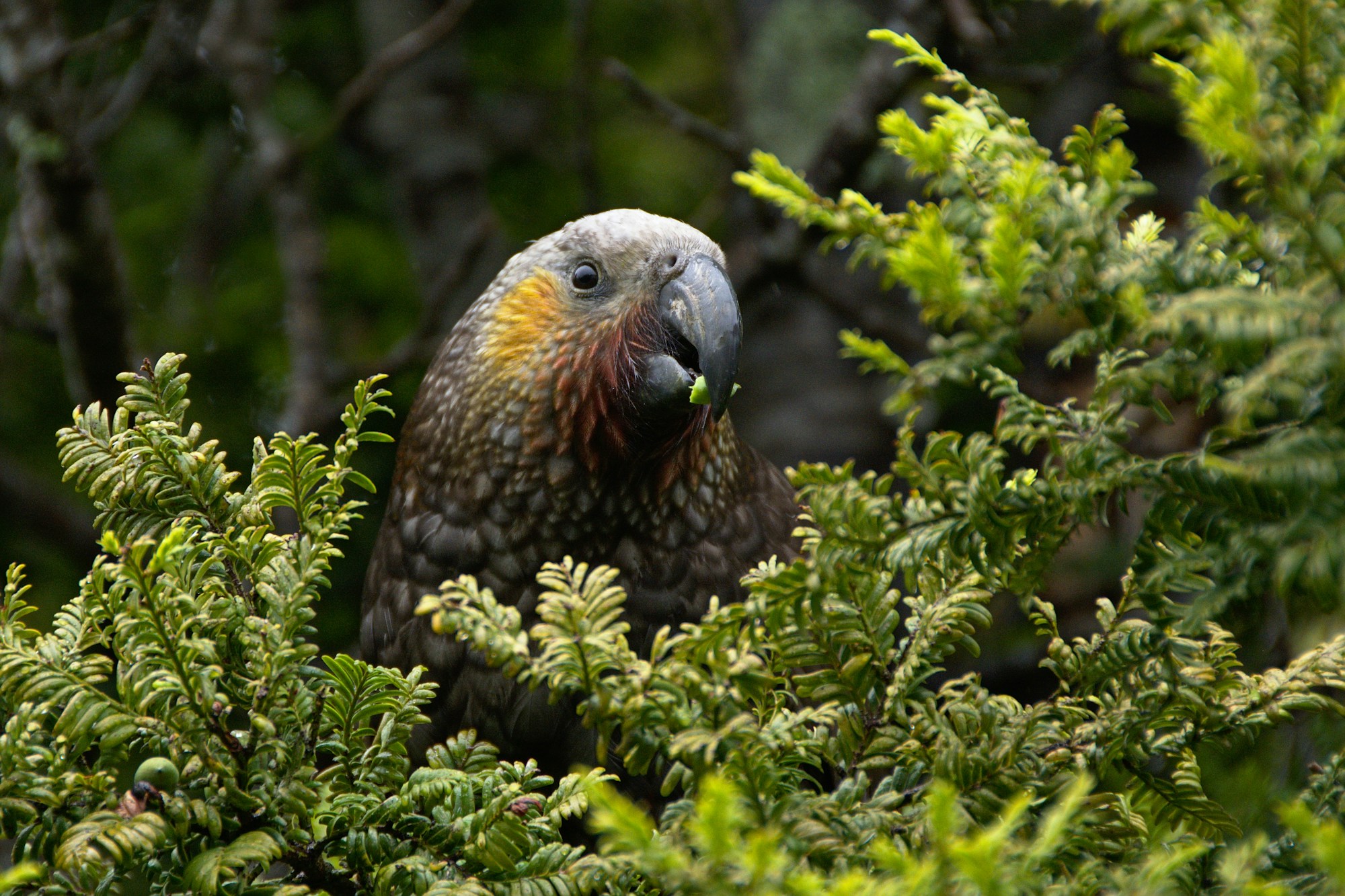 Kea Travel Guide: Explore the Hidden Gem
