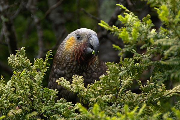 Kea Travel Guide: Explore the Hidden Gem