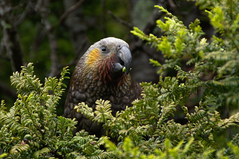 selective focus photography of bird