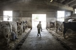 A barn interior featuring several cows tethered in stalls, with farmhands attending to them. The barn has concrete walls, a high ceiling, and a large opening at one end allowing natural light to enter. A farmer holding equipment walks along the center aisle lined with straw.