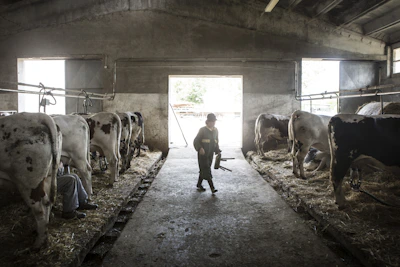 Farm workers gently tending to cattle in a spacious, clean barn