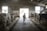 A barn interior featuring several cows tethered in stalls, with farmhands attending to them. The barn has concrete walls, a high ceiling, and a large opening at one end allowing natural light to enter. A farmer holding equipment walks along the center aisle lined with straw.