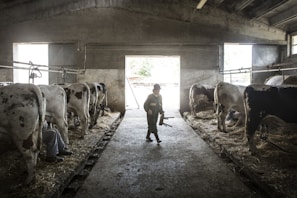 A barn interior featuring several cows tethered in stalls, with farmhands attending to them. The barn has concrete walls, a high ceiling, and a large opening at one end allowing natural light to enter. A farmer holding equipment walks along the center aisle lined with straw.