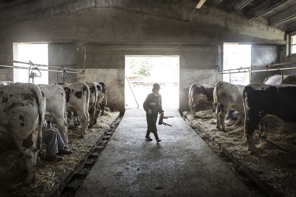 A barn interior featuring several cows tethered in stalls, with farmhands attending to them. The barn has concrete walls, a high ceiling, and a large opening at one end allowing natural light to enter. A farmer holding equipment walks along the center aisle lined with straw.