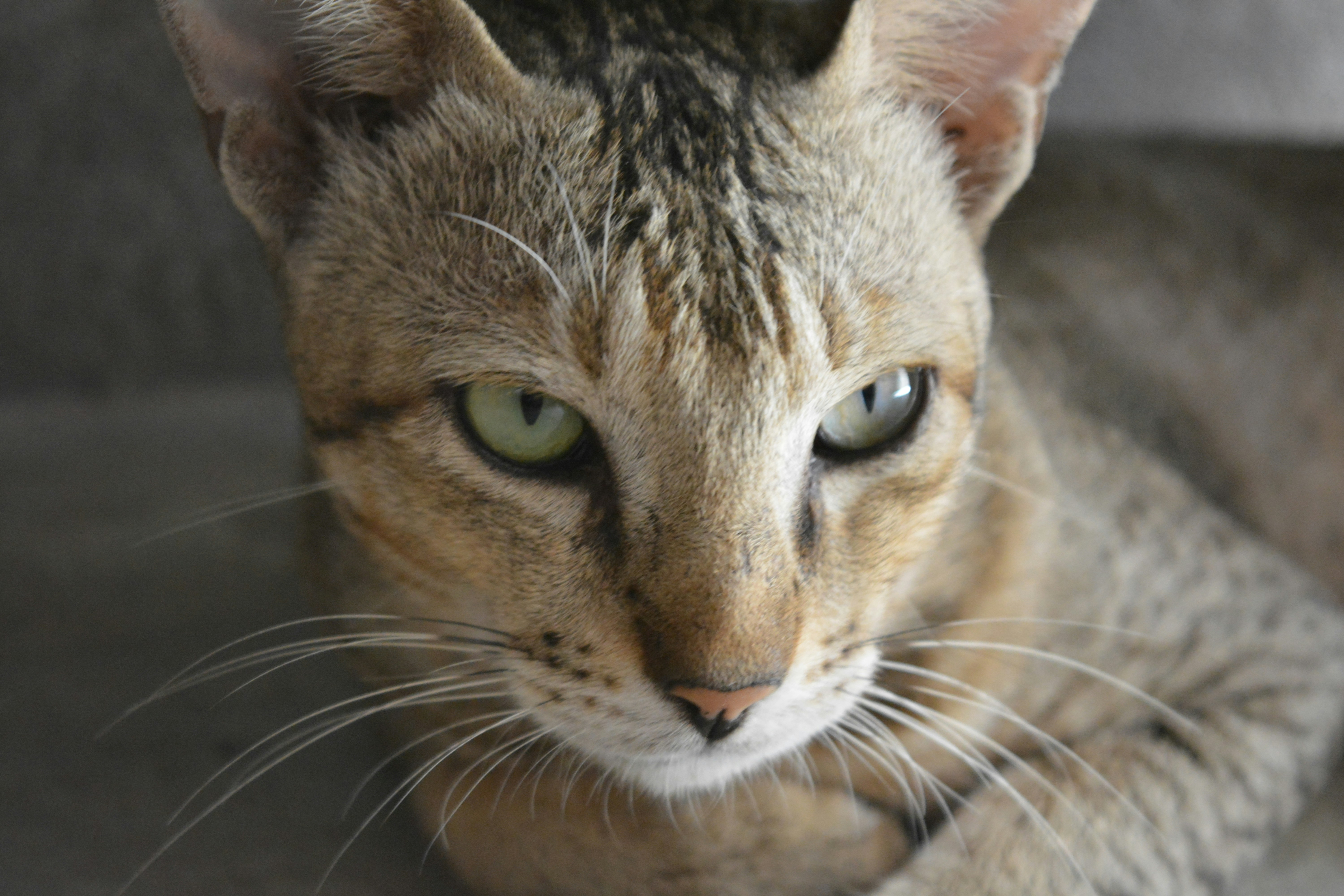 Free Unsplash photo from Rohit Choudhari