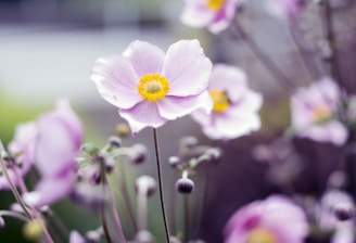 Close-up of delicate wildflowers swaying softly in the breeze.