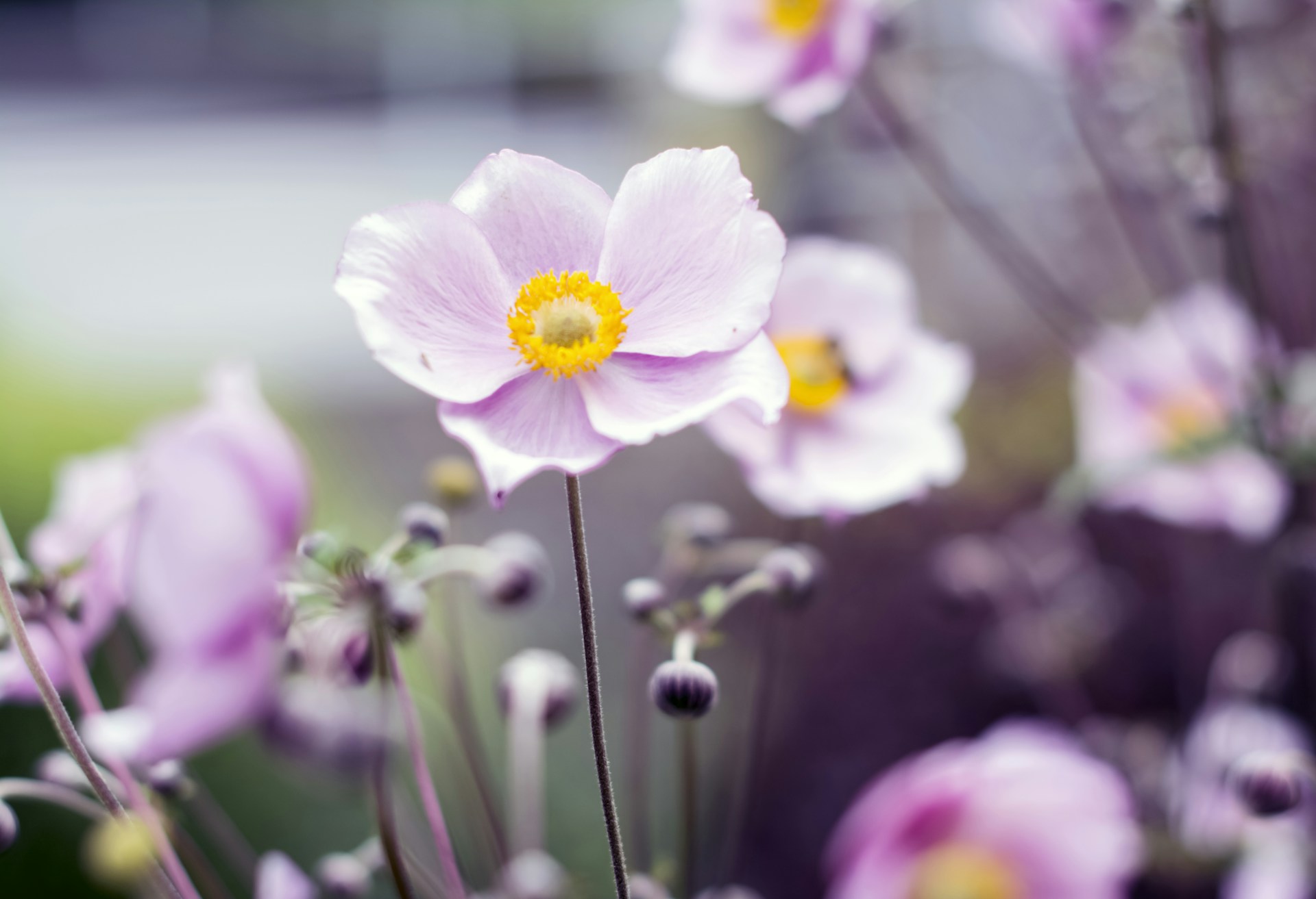 A close-up of delicate wildflowers swaying gently in a soft breeze.