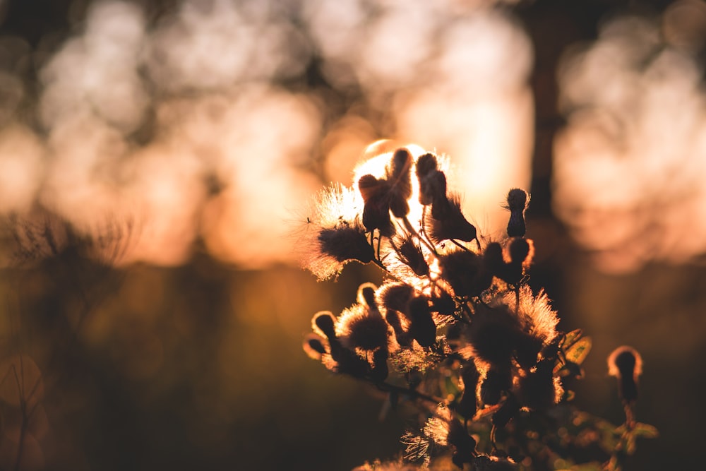 Le sommet d’un arbre avec un arrière-plan flou.