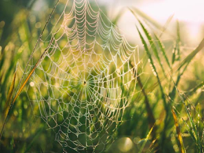 A sunlit morning dew on a spiderweb in a quiet garden