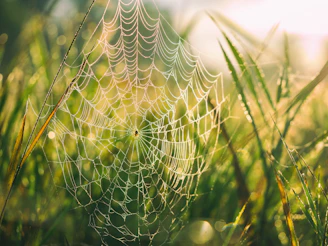 A sunlit morning dew on a spiderweb in a quiet garden