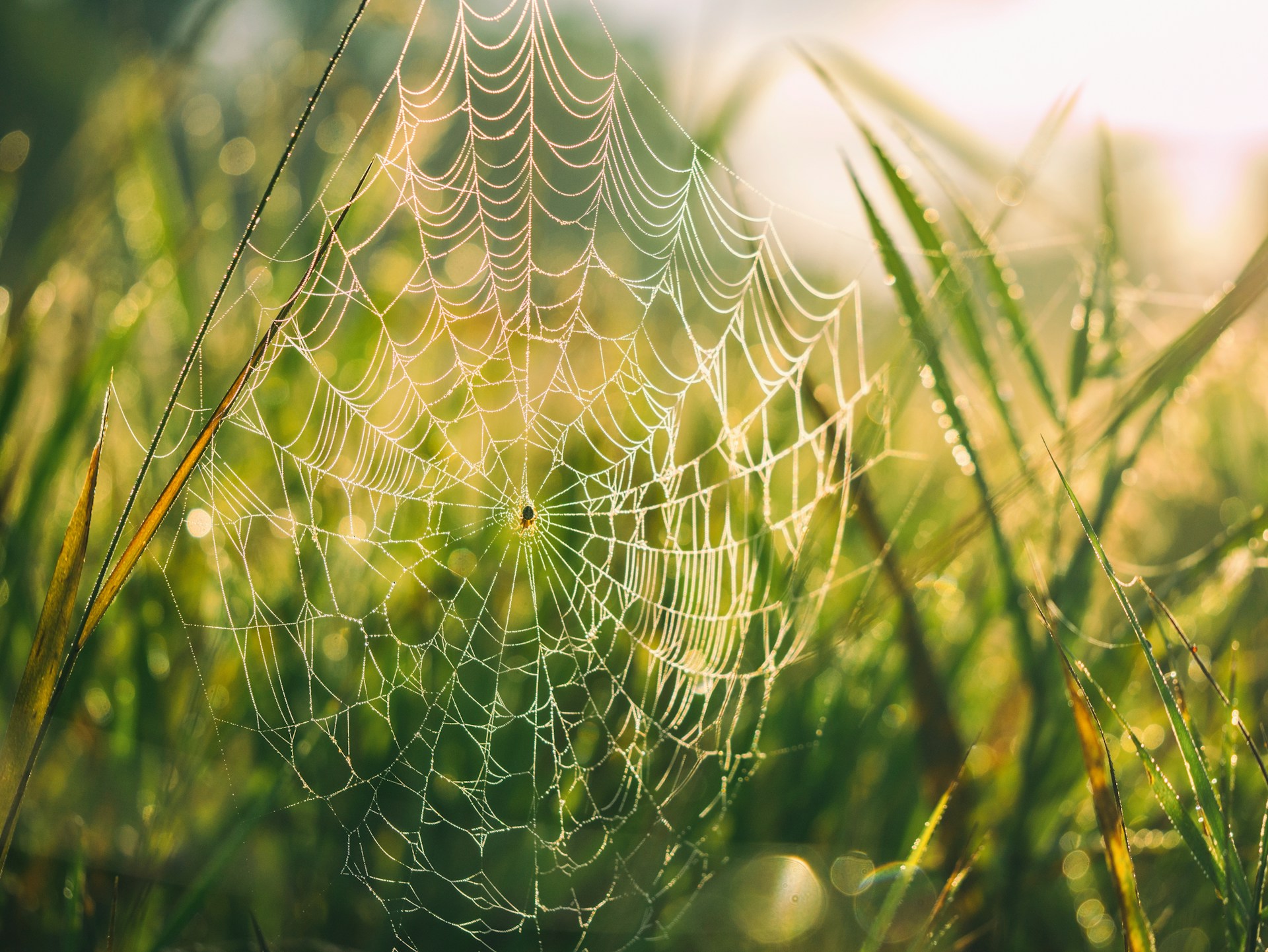 An intimate close-up of morning dew glistening on a spiderweb woven between slender grass blades.