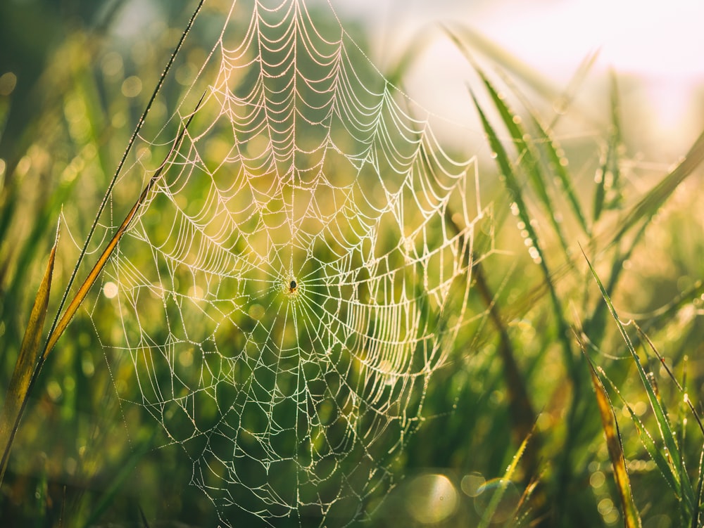 close shot of cobweb