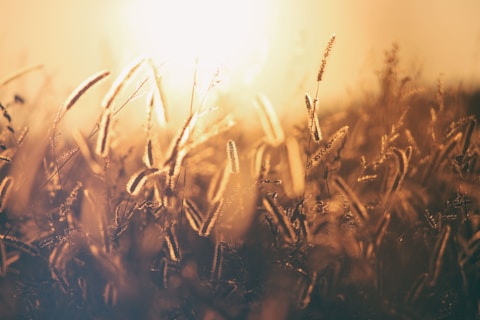 brown and black grass photo