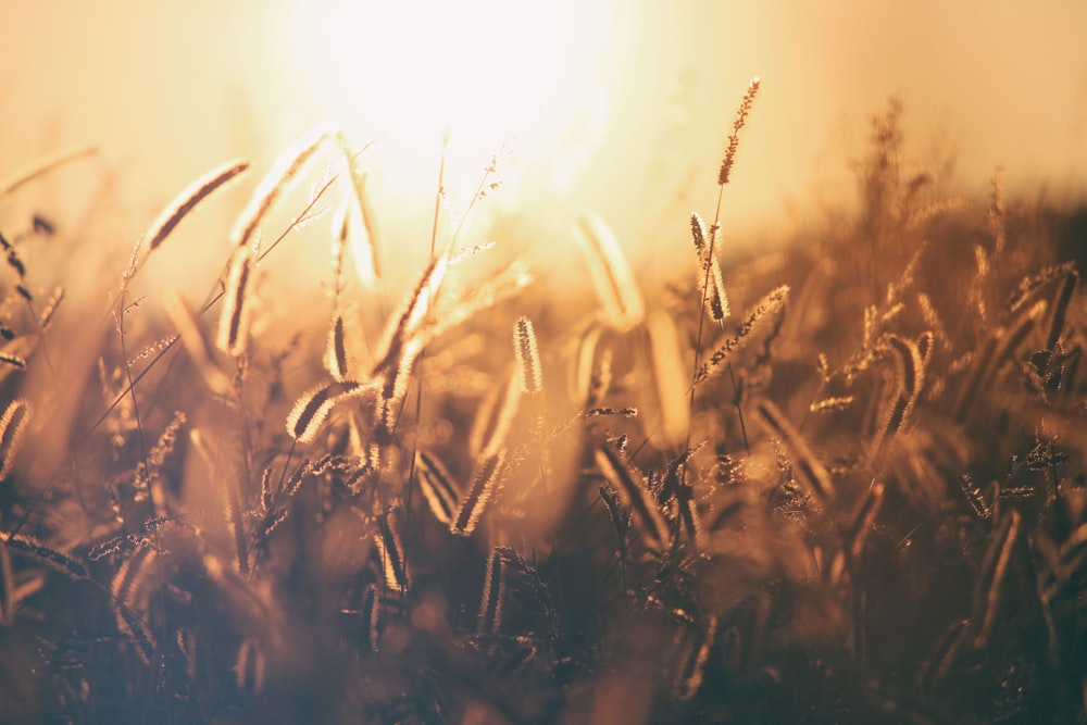 brown and black grass photo