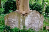 Two weathered gravestones are partially enveloped by the trunk of a large tree, with the bark growing around the top of the stones. The graves are surrounded by lush green foliage and grass, suggesting a serene and overgrown cemetery setting. The engravings on the stones are visible, though somewhat worn and covered with lichen or moss.