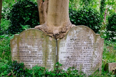 Two weathered gravestones are partially enveloped by the trunk of a large tree, with the bark growing around the top of the stones. The graves are surrounded by lush green foliage and grass, suggesting a serene and overgrown cemetery setting. The engravings on the stones are visible, though somewhat worn and covered with lichen or moss.