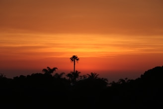 A stunning beach sunset with palm trees.