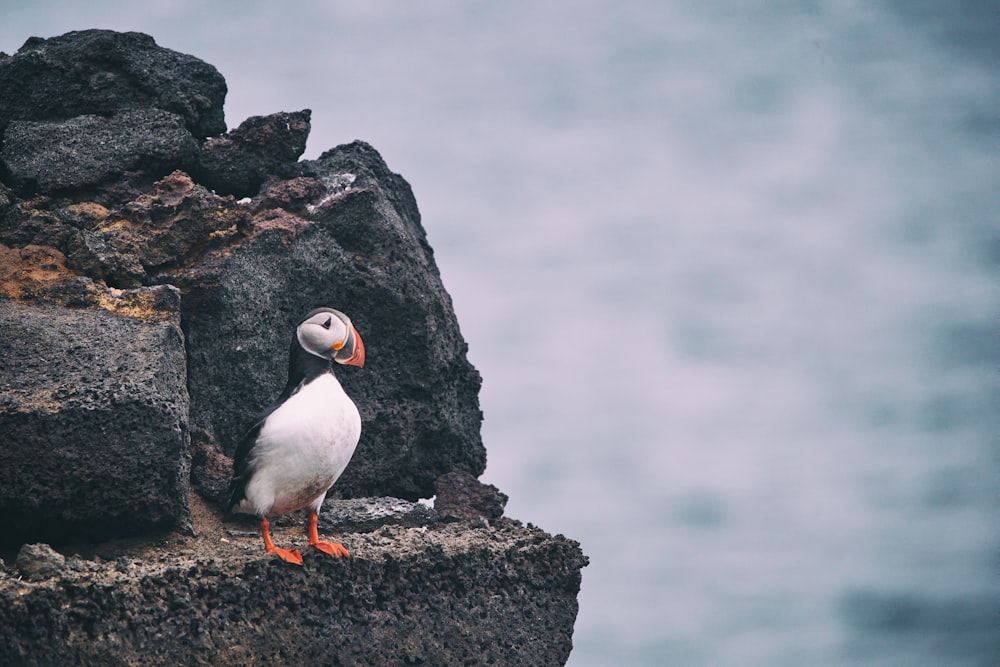 white and black bird on rock during daytime
