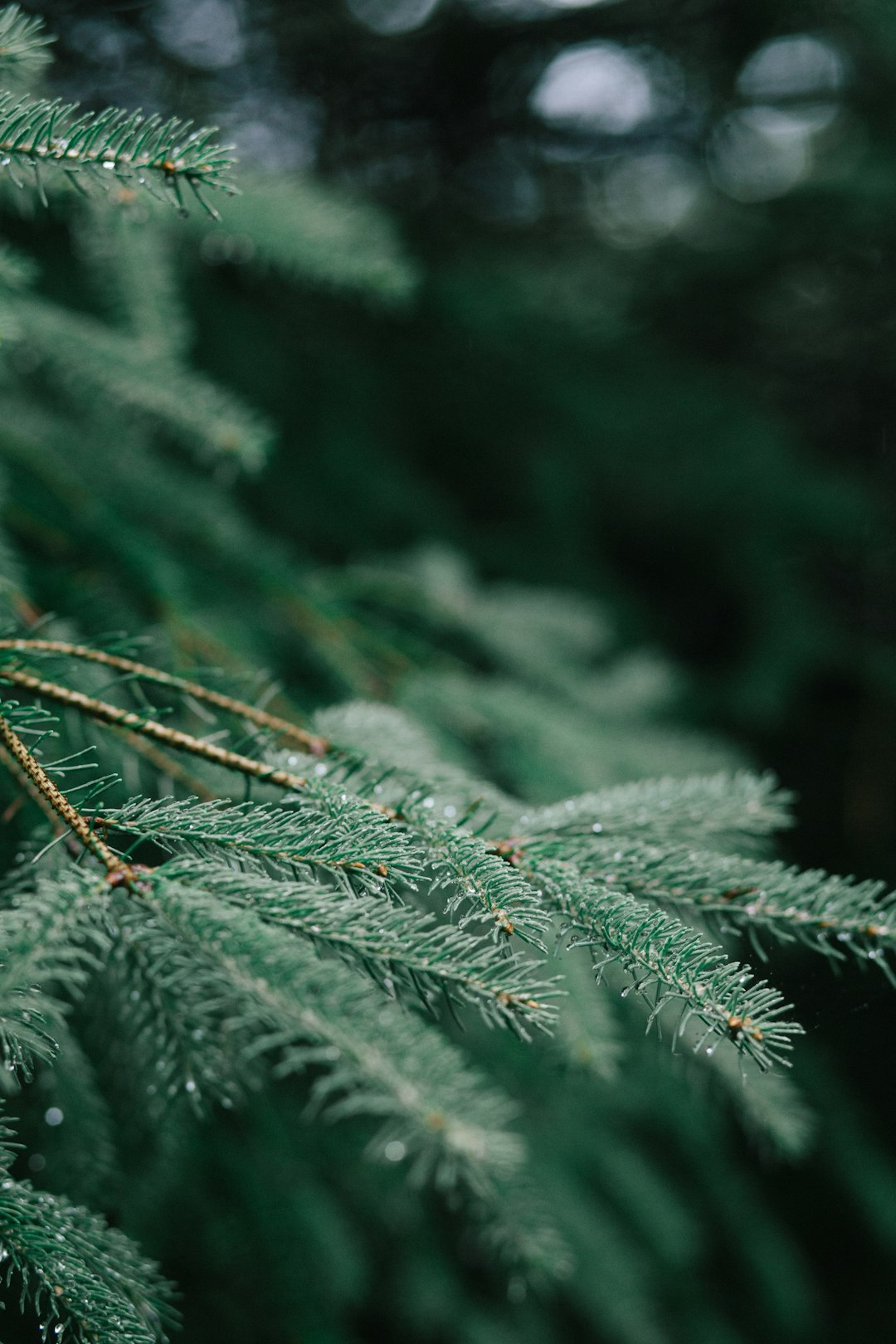 A blurred macro shot of branches on a pine tree.