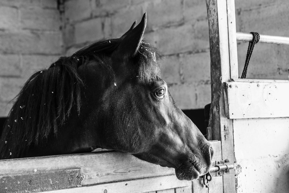 horse inside cage