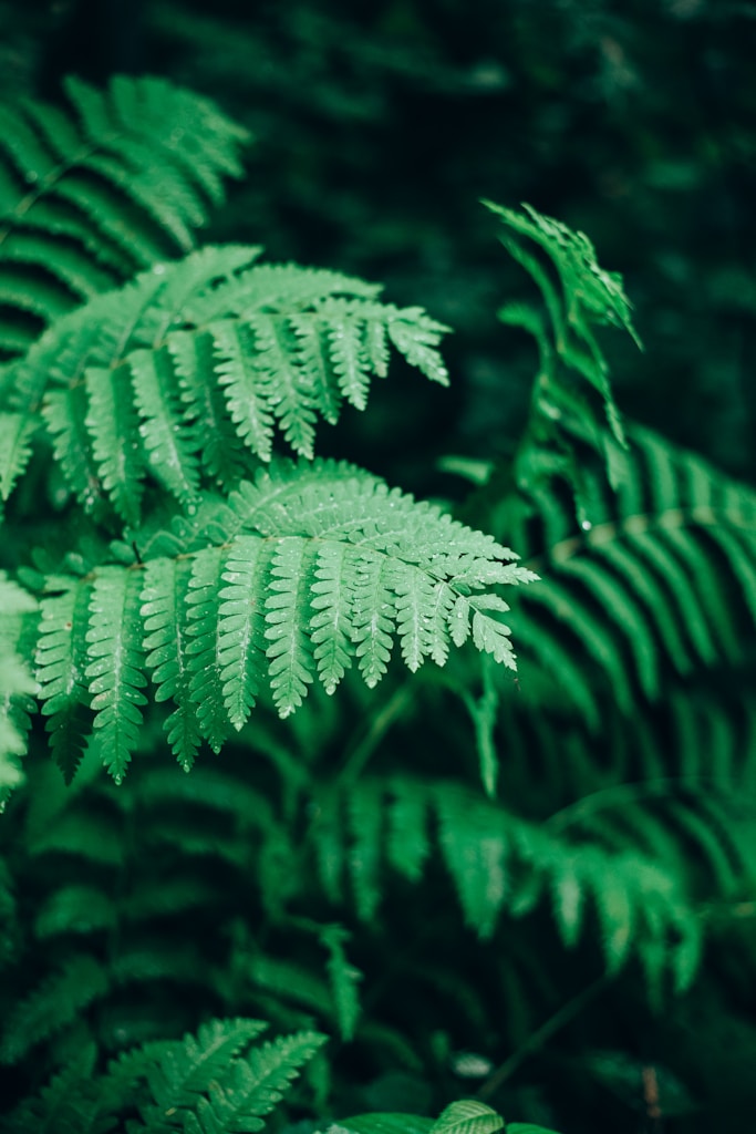Lush Ferns
