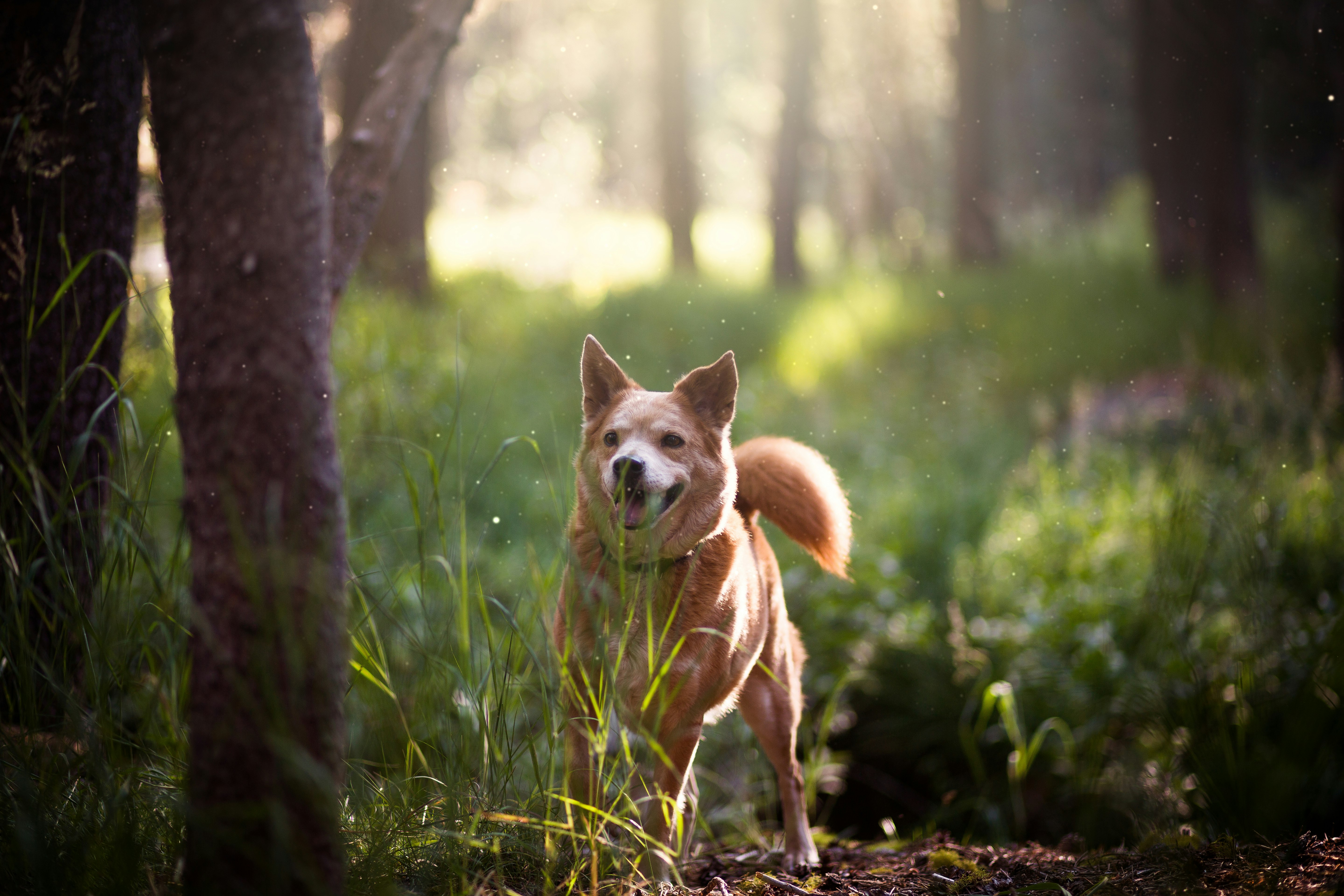 short-coated brown dog on green grass field