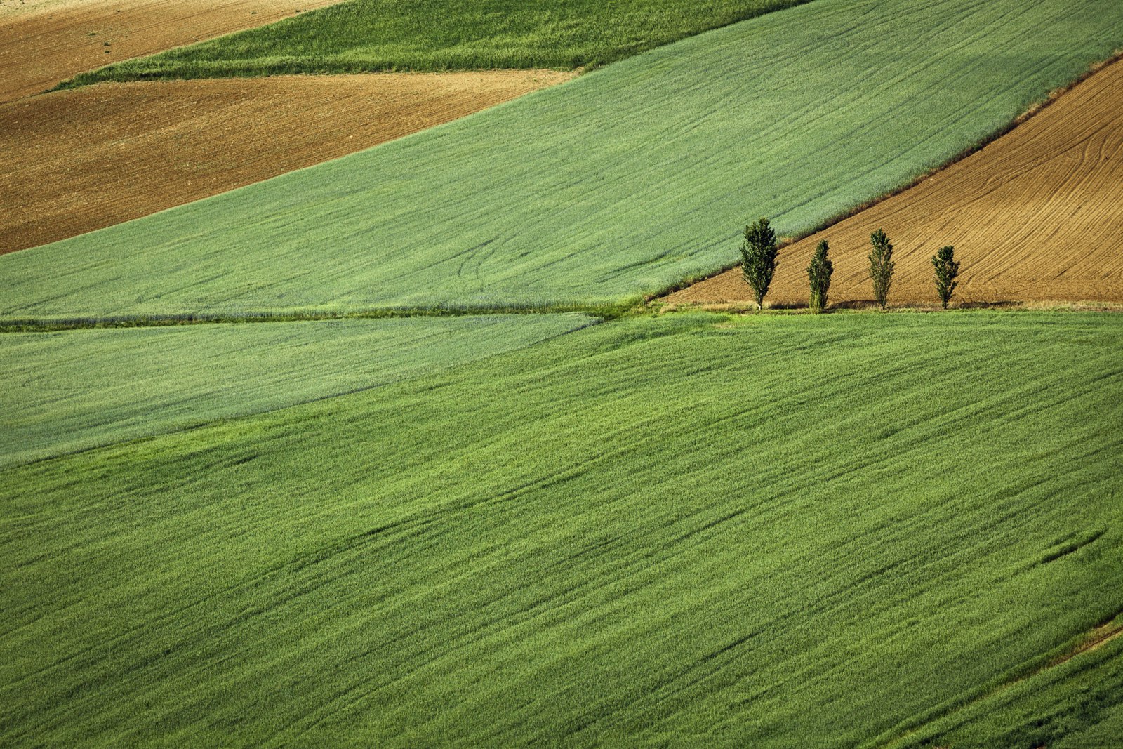 Canon EOS 5D Mark II + Canon EF 70-200mm F2.8L IS II USM sample photo. Green grass field at photography