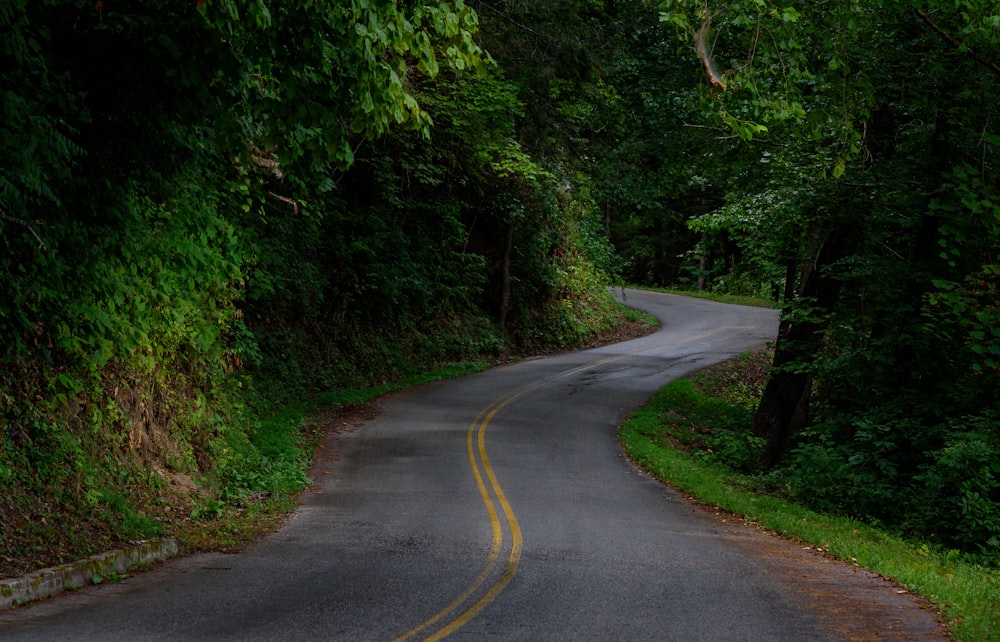 road in forest