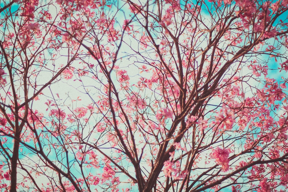 foto de closeup da flor de cerejeira