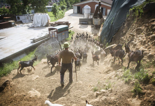 A farmer feeding goats in a rural setting during training.