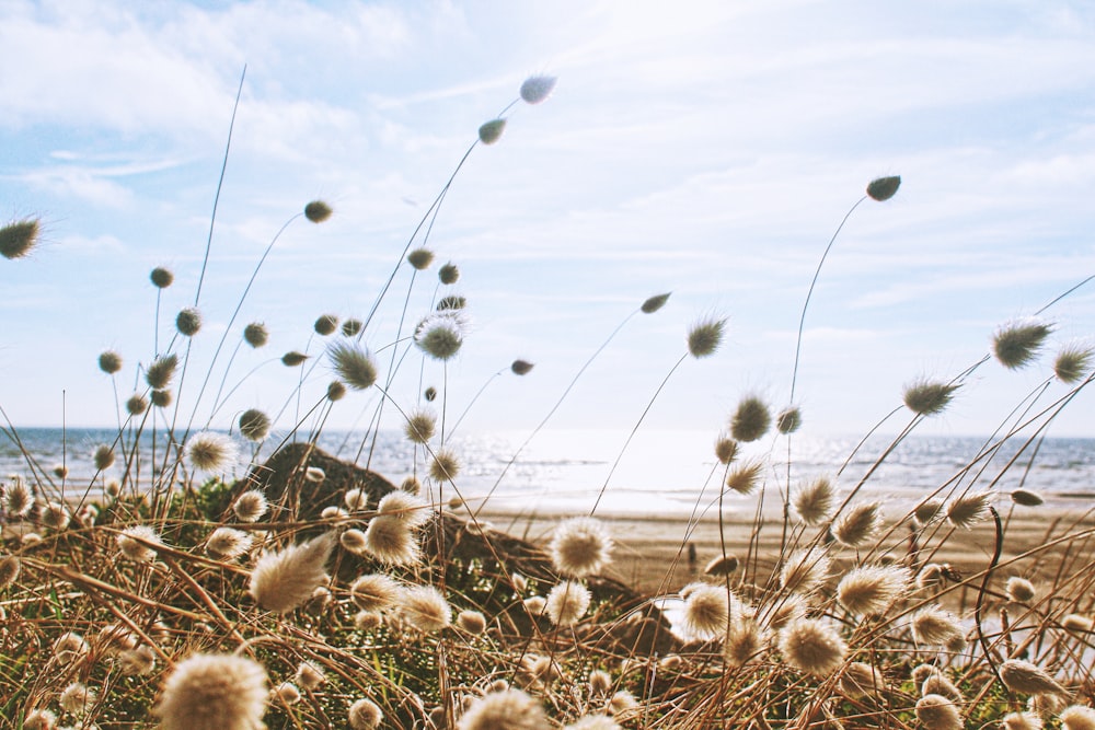 white flowers field near body of water under blue and white cloudy sky