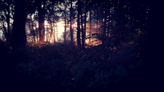 Sunlight filtering through tall trees, casting warm golden light on the forest floor.