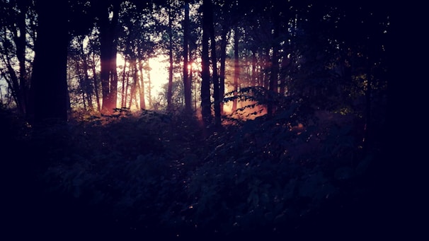 Sunlight filtering through a dense forest canopy, casting warm light on moss-covered ground.