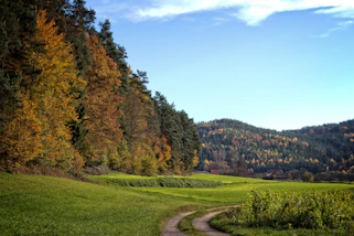 A winding dirt path leading through the farm, bordered by wooden fences and vibrant green pastures.