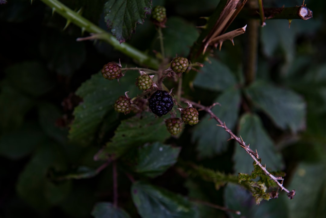 black fruit close up photo
