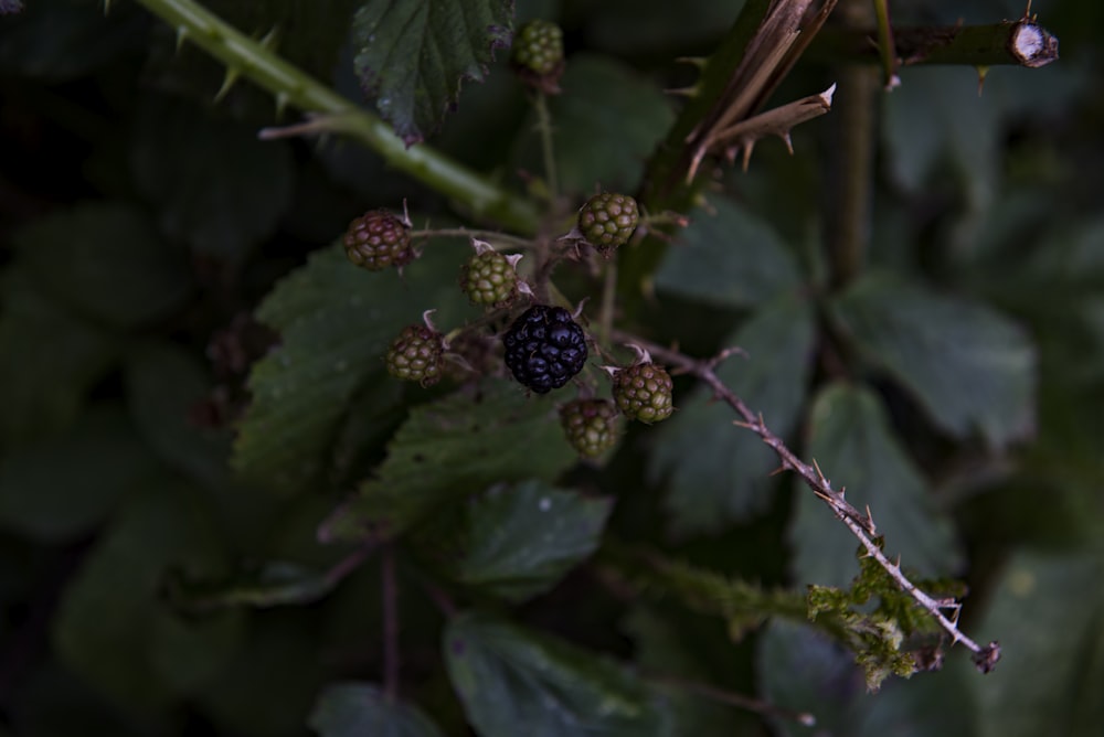 photo en gros plan de fruits noirs