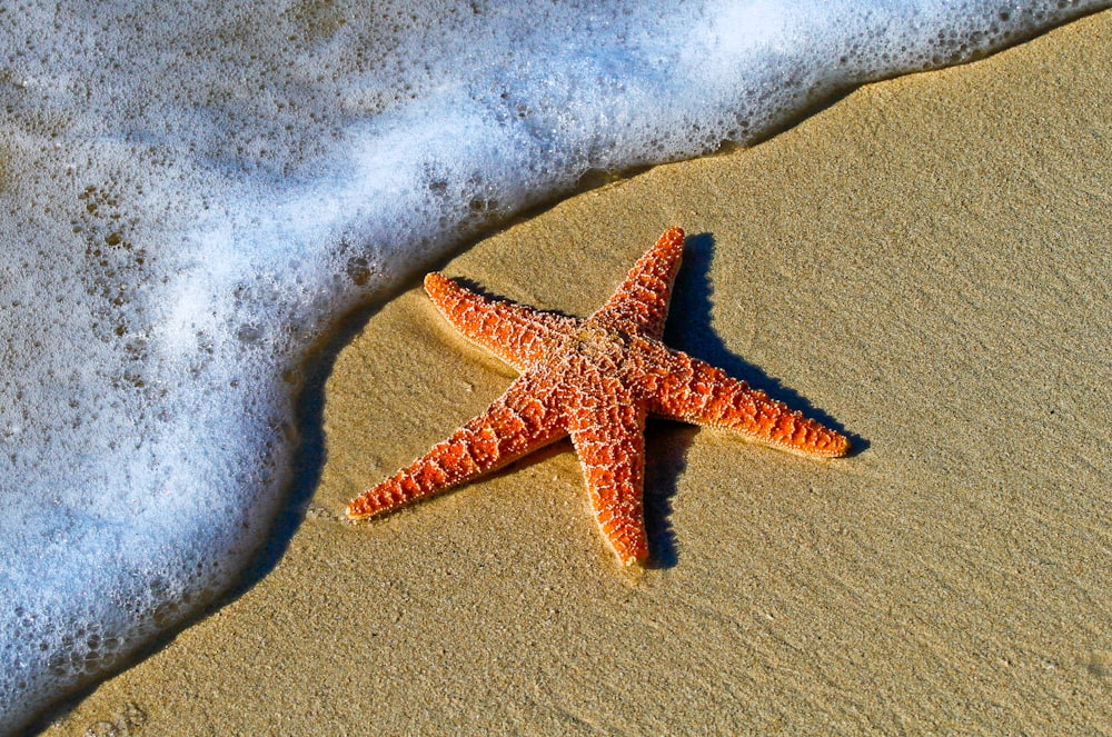 Starfish on a sand beach by the ocean foam at Key West