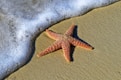 Sea star