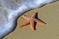 closeup photo of red star fish beside seashore