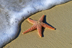 closeup photo of red star fish beside seashore