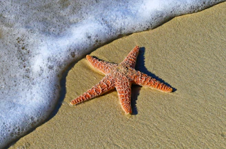 closeup photo of red star fish beside seashore