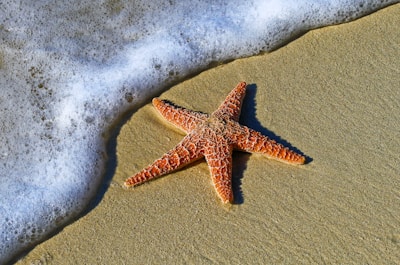 closeup photo of red star fish beside seashore
