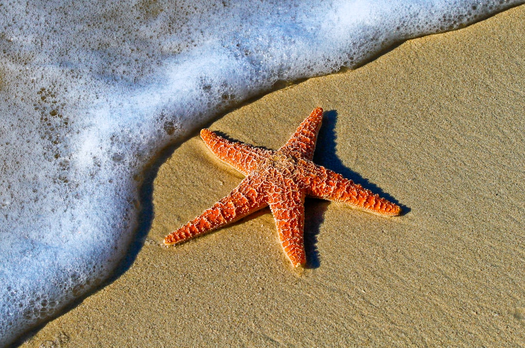 closeup photo of red star fish beside seashore, Starfish on a sand beach